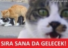 kedi çiftleştirme / #1372848