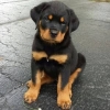 yavru rotweiler / #1808649