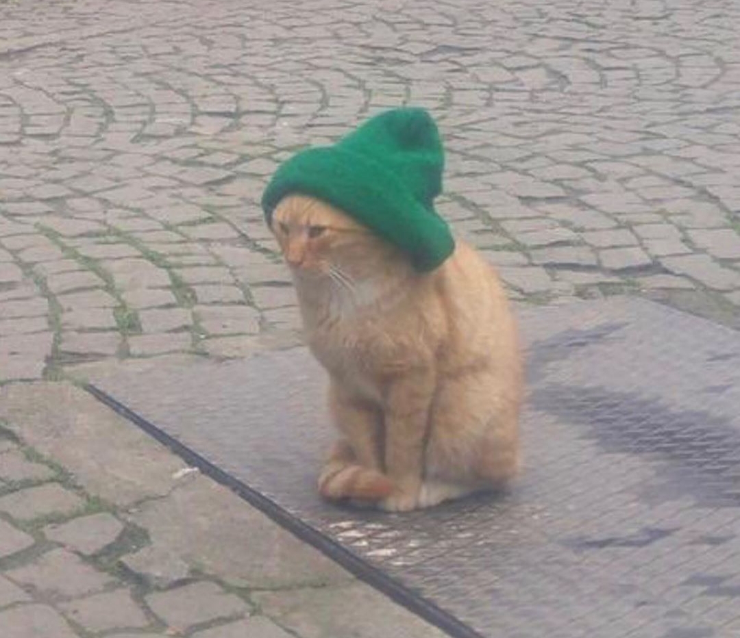 Кот в зеленой шапке
