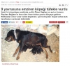 izmir de 9 yavrusunu emziren köpeğin öldürülmesi / #1135574