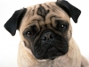 köpek / #1534774