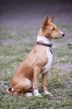 basenji