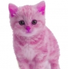 pink pussy / #2152655