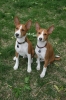 basenji