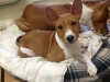 basenji