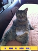 kedi fotoğrafı paylaşıp artı oy kasmak