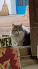 kedi / #2426680