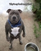 köpek / #1103509
