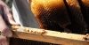 arılar allah yazıp kovanı terk ediyor