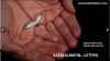 başından vurularak öldürülen yavru yunus balığı