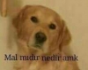 aleyna tilki nin klibindeki garip nesne / #1729842