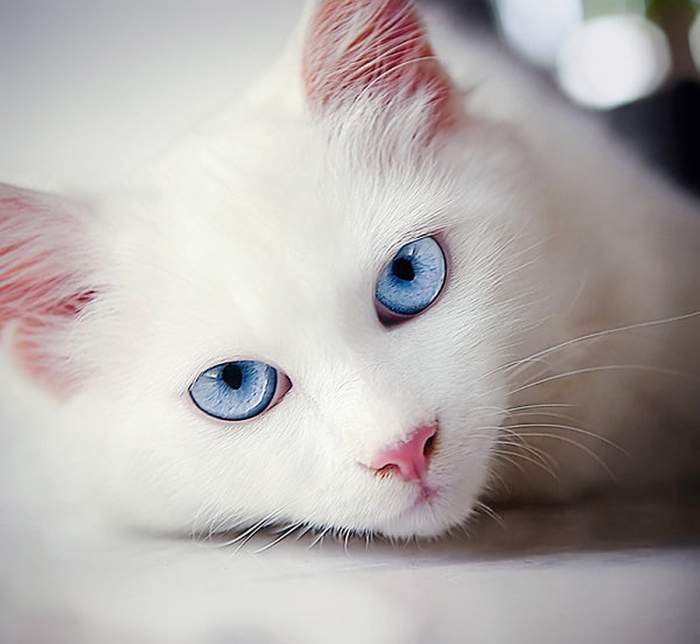 beyaz kedi uludağ sözlük
