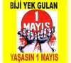 biji yek gulan / #1044809