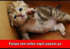 gece mezarlıkta üzüm yiyen penguen görmek / #1447988