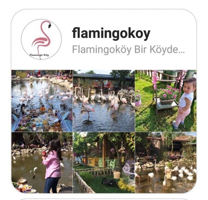 para kazanmak için flamingoları esir tutmak