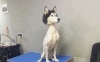 traş edilmiş köpek / #1948784