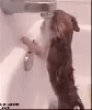 kedi ve köpeklerin olmadığı sokaklar istiyoruz / #1441464