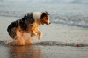 köpek / #1150993