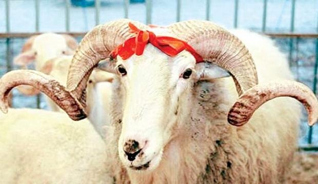 lilith in memeleri için kurban kesmek