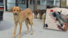 oyun istiyor abisi denilen köpek
