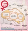 sözlük kızlarının beyin yapısı