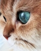 kediciklerin güzel gözleri