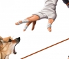 köpek / #1150995