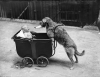 köpek / #1233047