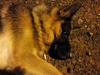 yazarların sahip olmak istedikleri köpek cinsi / #1039094
