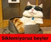 aleyna tilki yi çekemeyen kıskanç köpekler / #1215175