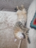 kedilerin uyuma pozisyonları