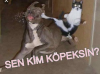 chp lilerin eleştiriye kapalı olması / #1836581
