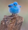 mavi dağ kuşu
