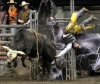 rodeo / #1228501