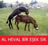 al hewal öşek sikersin