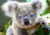 koalafornia