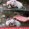 morellerim çok bozuk soru sorma diyen kız / #1515163