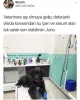 köpeklerin puştlukları / #1831818
