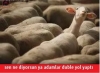 ne olursa olsun akp yi destekleyen kitle / #1252184