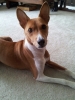 basenji