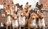 basenji