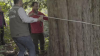 zonguldak taki dünyanın en yaşlı porsuk ağacı