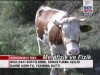 atatürk büstünü kıran ineğe soruşturma açılması / #1079288