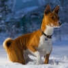 basenji