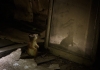 kedi vs sincap / #1591284
