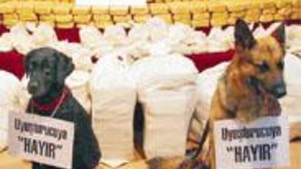 vazifesini yapmış narkotik köpeği tatlılığı