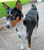 basenji