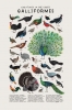 galliformes / #1415176