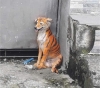 köpeği kaplana dönüştürmek / #2087369