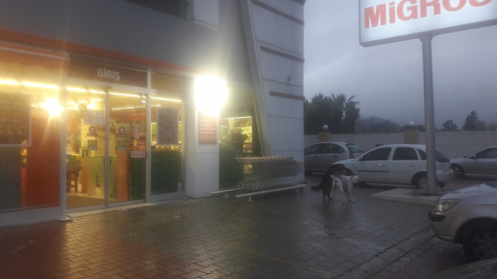 migros önüne bağlanan cins köpeğe seks girişimi